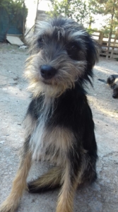 Kalisi Zorro Dogsavior