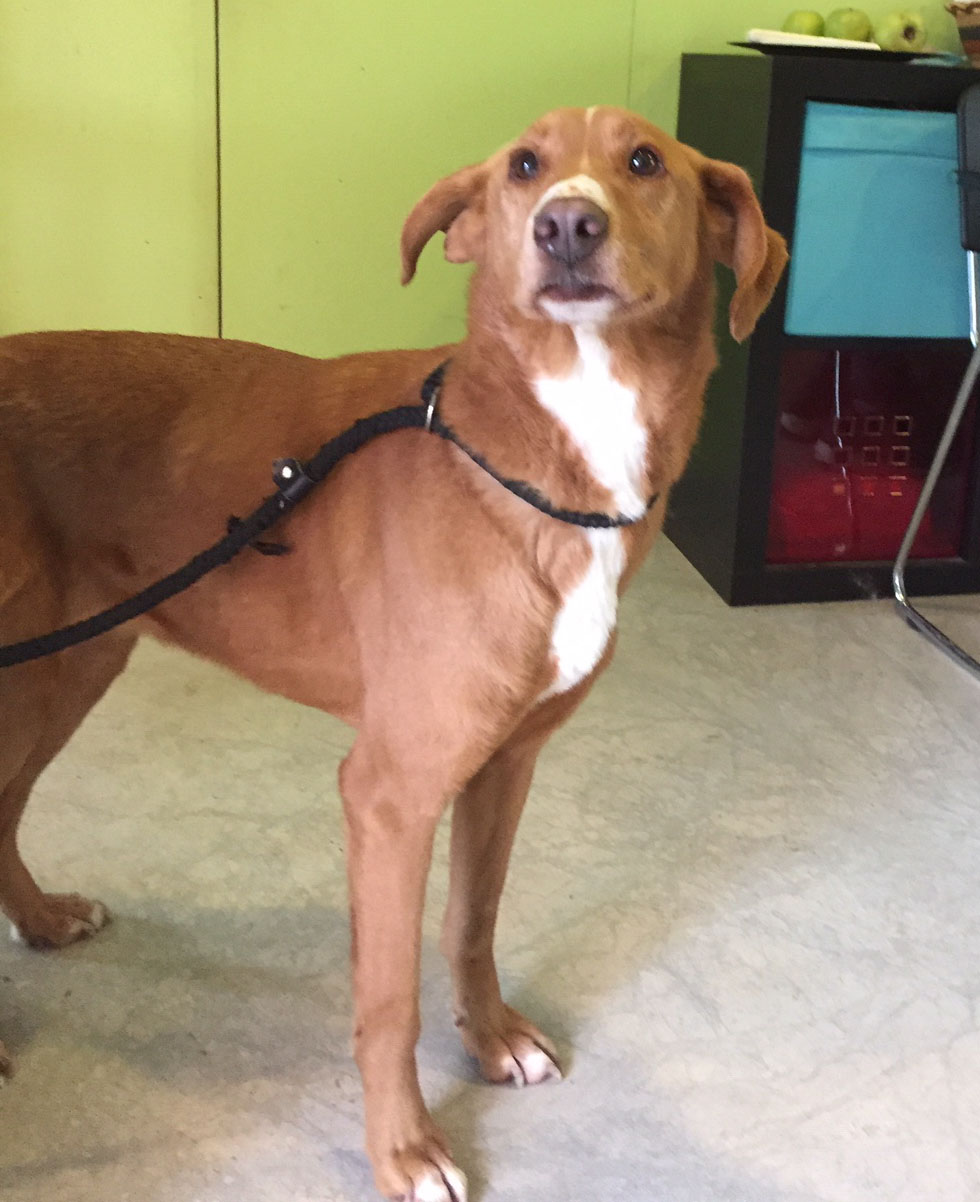 Kassiani Zorro Dogsavior Jan19