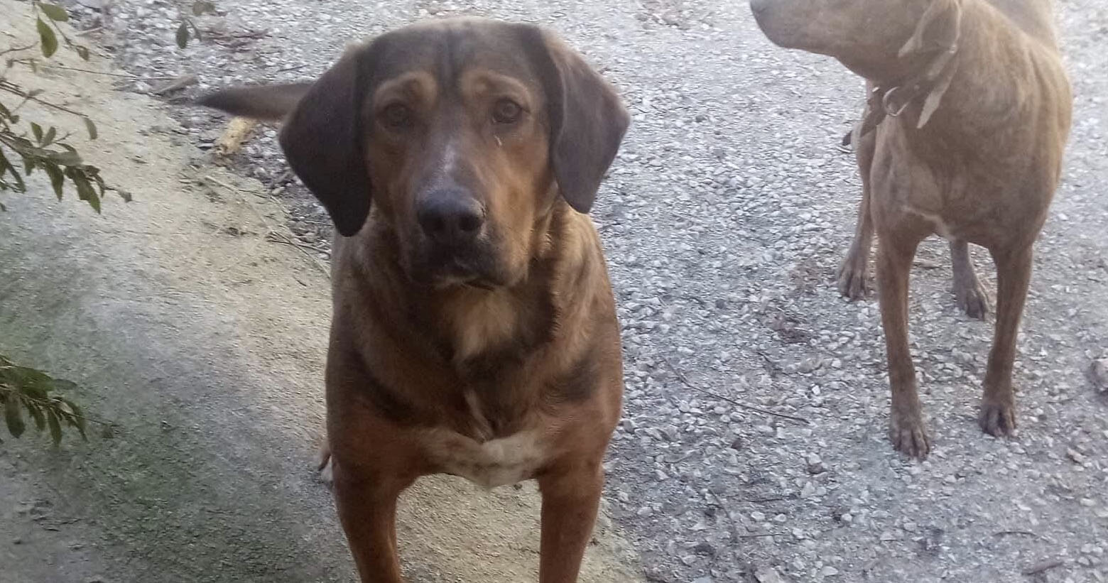 Nino Zorro Dogsavior Beitragsbild Jan