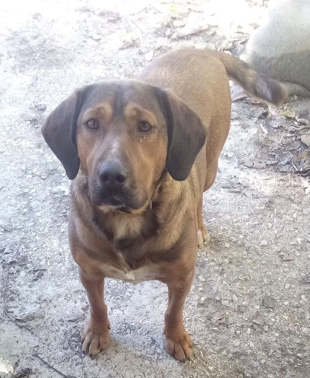 Nino Zorro Dogsavior HP Jan