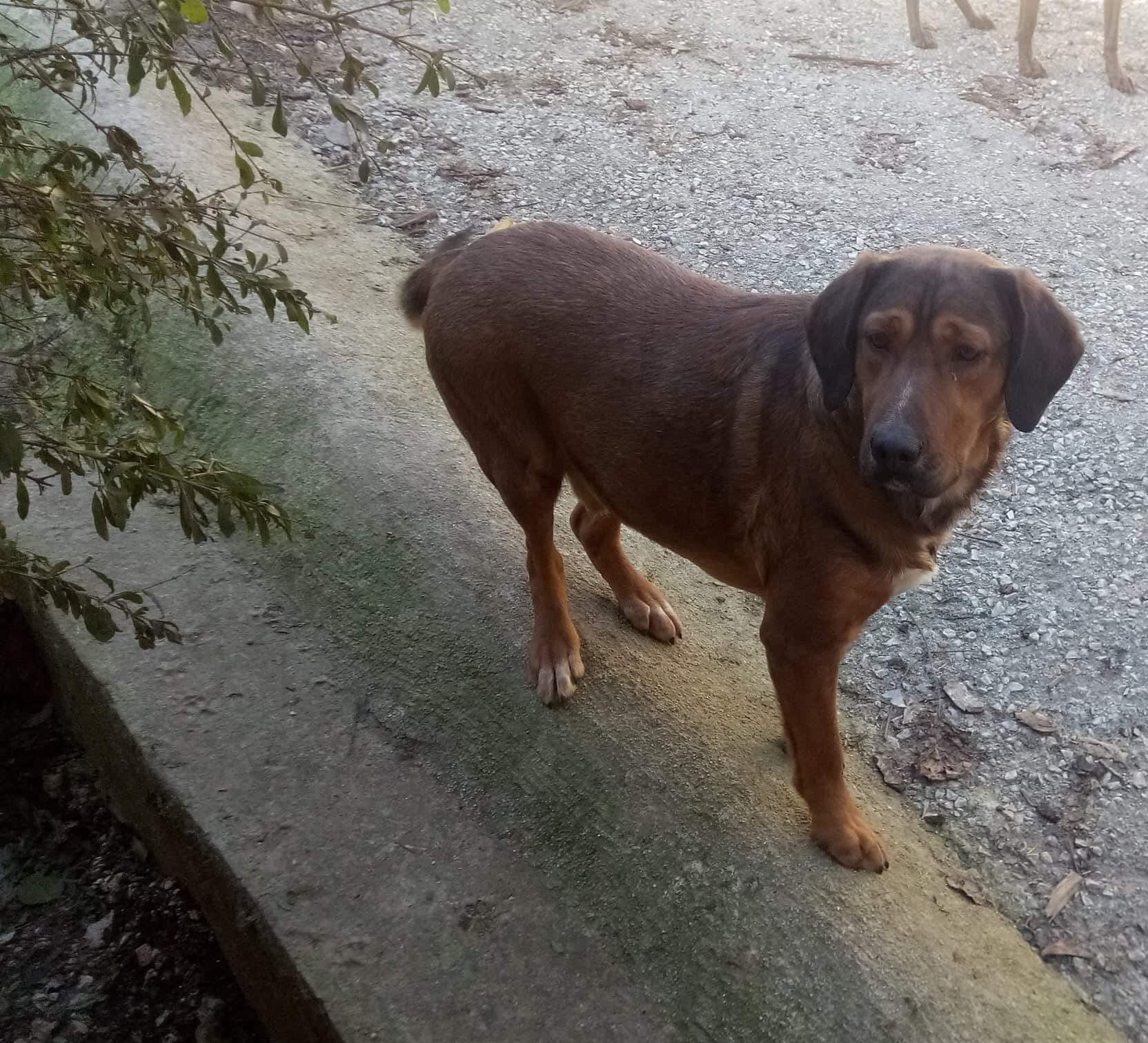 Nino Zorro Dogsavior Jan3