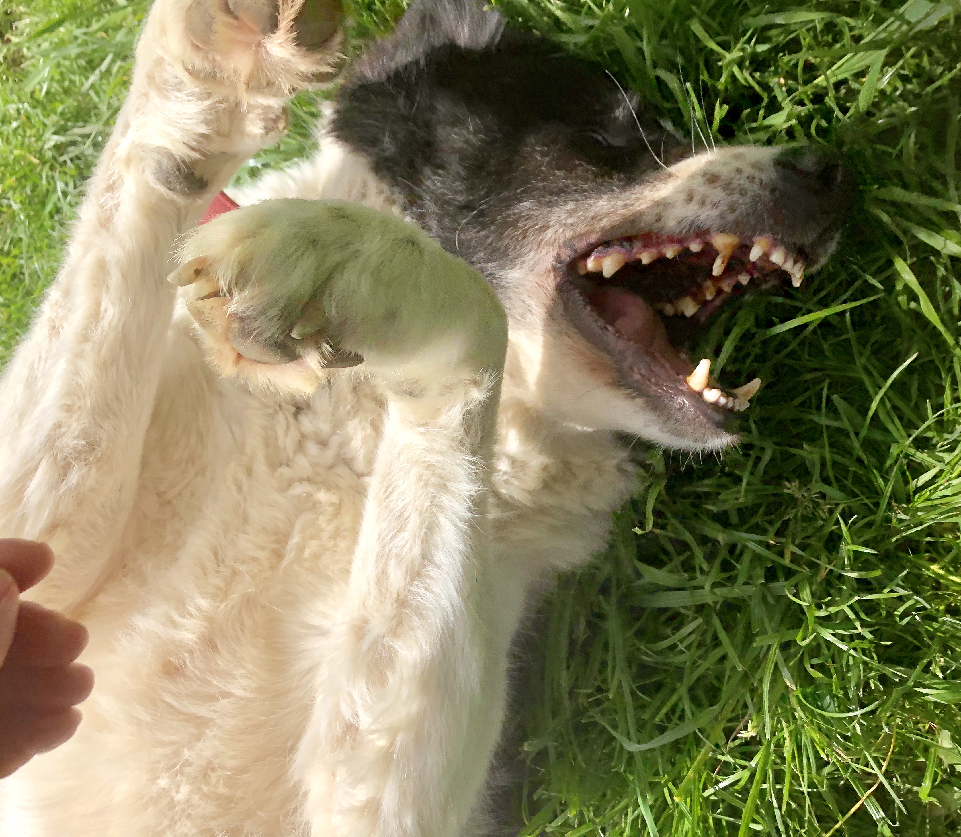 Phil blinder Hund adopt