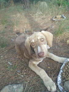 Porthos Musketier Zorro Dogsavior 1