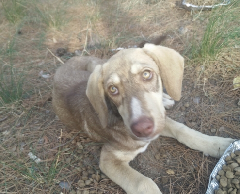 Porthos Musketier Zorro Dogsavior 1