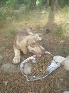 Porthos Musketier Zorro Dogsavior 2