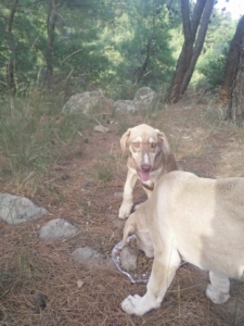 Porthos Musketier Zorro Dogsavior 3