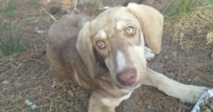 Porthos Zorro Dogsavior Beitragsbild