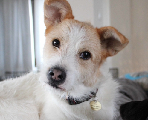 Rudy Zorro Dogsavior HP Mrz19