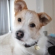 Rudy Zorro Dogsavior HP Mrz19