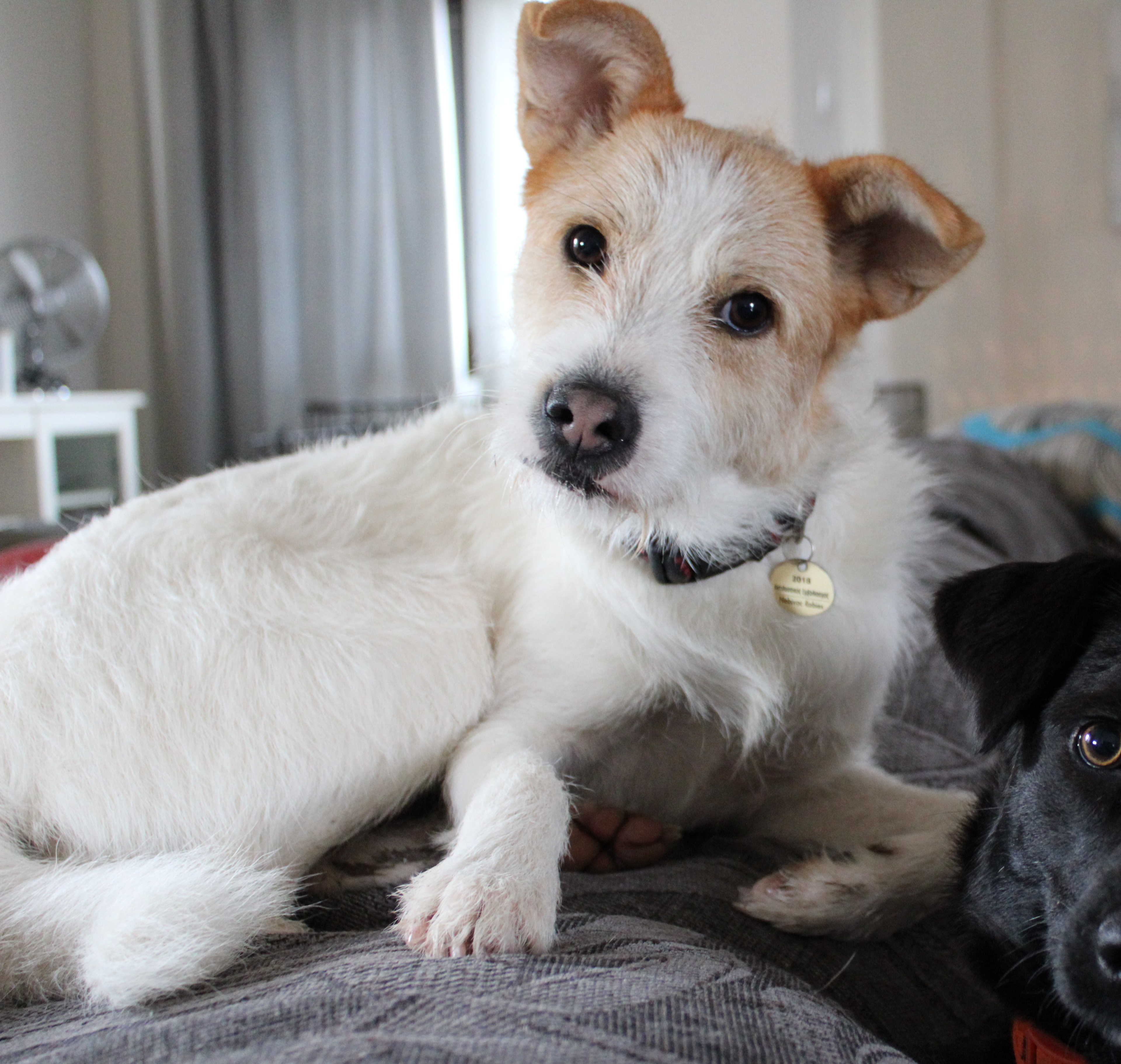 Rudy Zorro Dogsavior Mrz19 e1553541671157