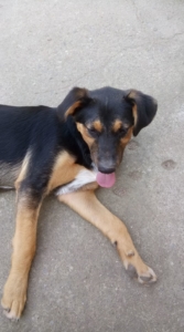 Siso Zorro Dogsavior 1