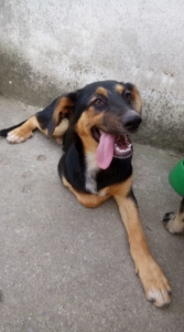 Siso Zorro Dogsavior 2