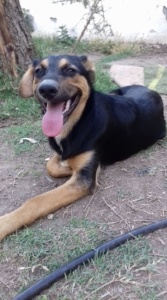 Siso Zorro Dogsavior 3