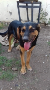 Siso Zorro Dogsavior 4