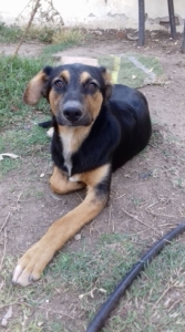 Siso Zorro Dogsavior 5
