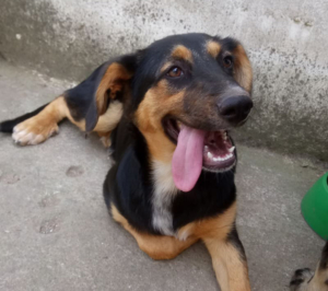 Siso Zorro Dogsavior Beitragsbild