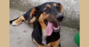 Siso Zorro Dogsavior FB