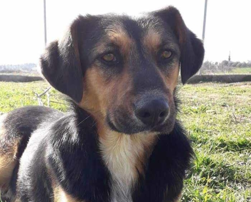 Siso Zorro Dogsavior Mrz19 HP