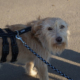 Suzy Zorro Dogsavior HP Nov
