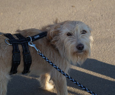 Suzy Zorro Dogsavior HP Nov