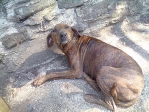 Tara Zorro Dogsavior