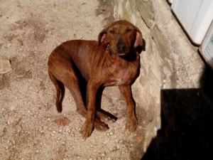 Tara Zorro Dogsavior 1