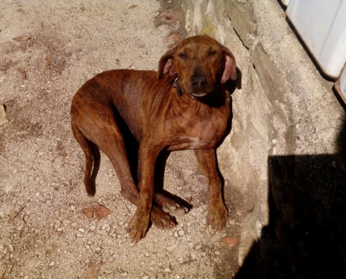 Tara Zorro Dogsavior 1