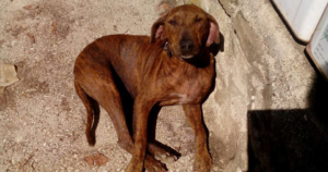 Tara Zorro Dogsavior FB
