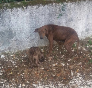 Tara mit Baby Zorro Dogsavior