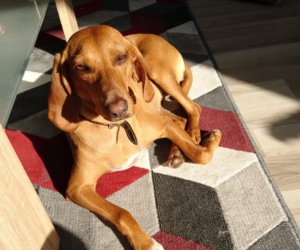 Fiona Zorro Dogsavior Glücksgeschichte 2