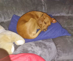 Fiona Zorro Dogsavior Glücksgeschichte 3