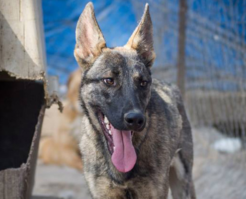 Giovanni Zorro Dogsavior Beitragsbild