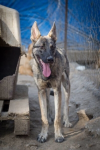 Giovanni Zorro Dogsavior Okt