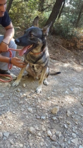 Giovanni Zorro Dogsavior Okt1