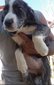 Helena Zorro Dogsavior 2