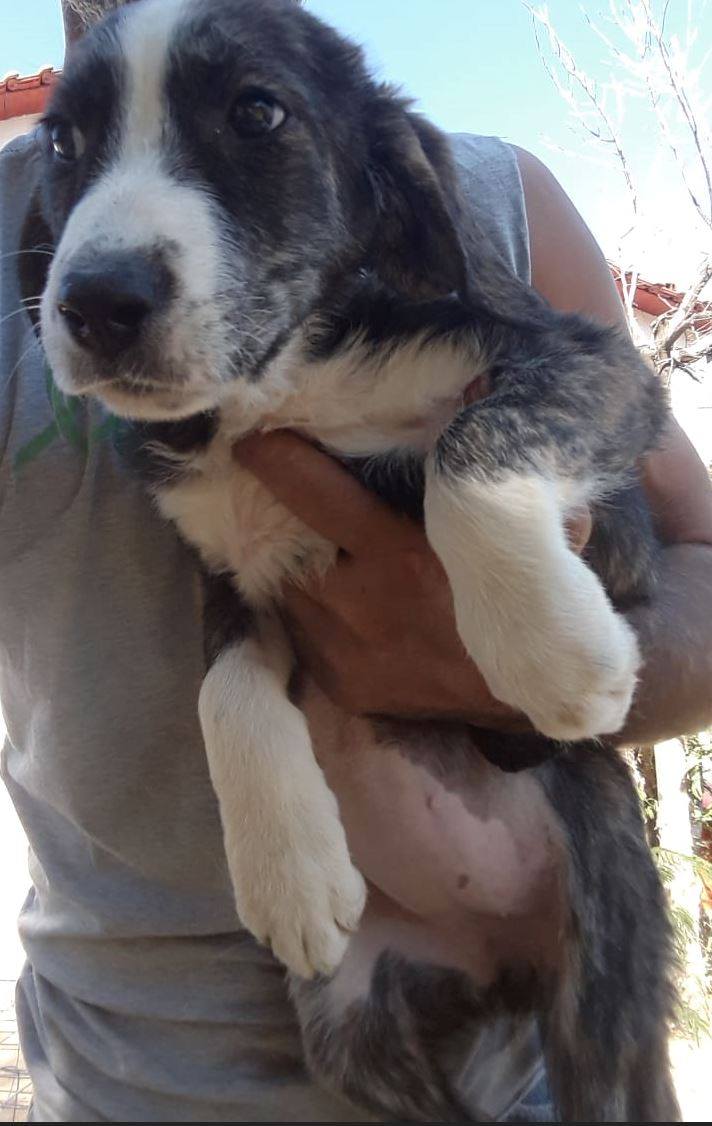 Helena Zorro Dogsavior 2