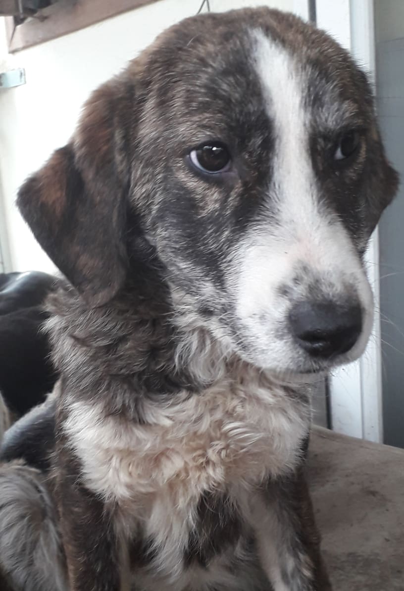 Helena Zorro Dogsavior Feb19