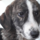 Helena Zorro Dogsavior HP Feb19
