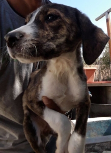 Kim Zorro Dogsavior 1