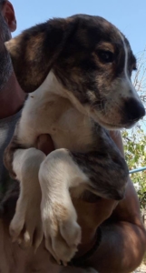 Kim Zorro Dogsavior 2 1