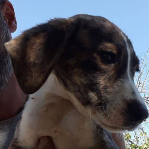 Kim Zorro Dogsavior HP