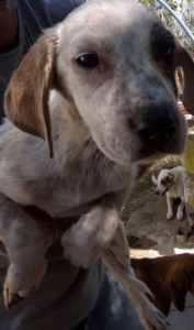 Lana Zorro Dogsavior 1