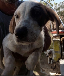 Lana Zorro Dogsavior 2