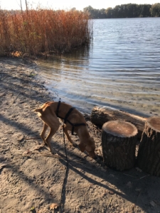 Max Zorro Gluecksgeschichte