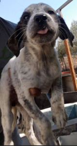 Monika Zorro Dogsavior 1 1