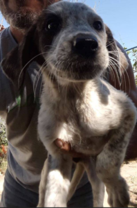 Monika Zorro Dogsavior 2 1