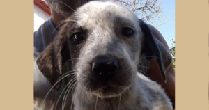 Monika Zorro Dogsavior Beitragsbild