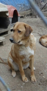 Stefanhs Zorro Dogsavior Okt