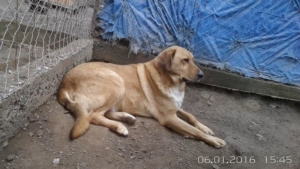 Stefanhs Zorro Dogsavior Okt1