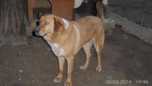Stefanhs Zorro Dogsavior Okt4